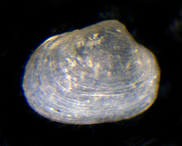 piccolo bivalve